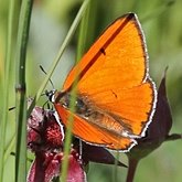 Insects - Butterflies (Rhopalocera), others