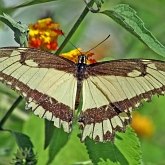 Insects - Butterflies (Rhopalocera), others