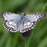 Insects - Butterflies (Rhopalocera), others