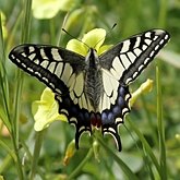 Insects - Butterflies (Rhopalocera), others