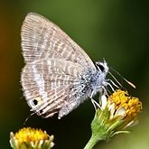 Insects - Butterflies (Rhopalocera), others