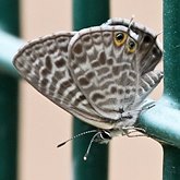 Insects - Butterflies (Rhopalocera), others
