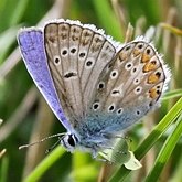 Insects - Butterflies (Rhopalocera), others