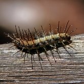 Insects - Butterflies (Rhopalocera), others