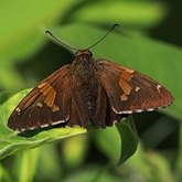 Insects - Butterflies (Rhopalocera), others