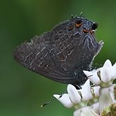Insects - Butterflies (Rhopalocera), others