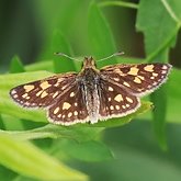 Insects - Butterflies (Rhopalocera), others