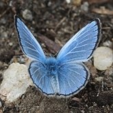 Insects - Butterflies (Rhopalocera), others