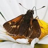 Insects - Butterflies (Rhopalocera), others
