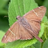 Insects - Butterflies (Rhopalocera), others