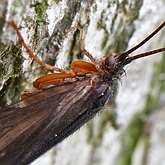 Insects - Caddisflies (Trichoptera)