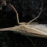 Insects - Caddisflies (Trichoptera)