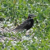 Oiseaux Passeriformes - Calcariid&#233;s