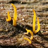 Calocera cornea