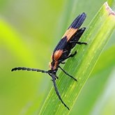 Calopteron reticulatum