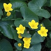 Caltha palustris