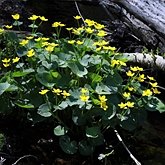 Caltha palustris