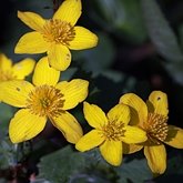 Caltha palustris