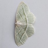 Campaea perlata