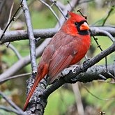 Ptaki Passeriformes - Cardinalidae (kardynały)