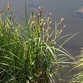 Carex aquatilis