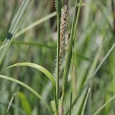 Carex aquatilis