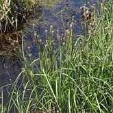 Carex aquatilis