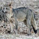 Mammifères - Carnivores