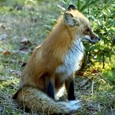 Mammif&#232;res - Carnivores