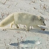 Mammifères - Carnivores