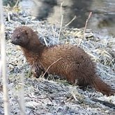 Mamíferos - Carnívoros