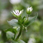 Angiospermes Eudicotyl&#233;dones - Caryophyllales