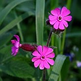 Angiosperms Eudicots  - Caryophyllales