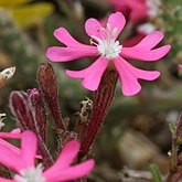 Angiosperms Eudicots  - Caryophyllales