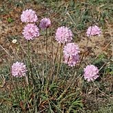 Angiospermes Eudicotyl&#233;dones - Caryophyllales