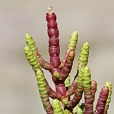 Angiosperms Eudicots  - Caryophyllales