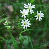 Angiospermas Eudicotiled&#244;neas  - Caryophyllales