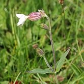 Angiospermes Eudicotyl&#233;dones - Caryophyllales