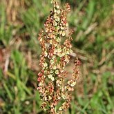 Angiosperms Eudicots  - Caryophyllales