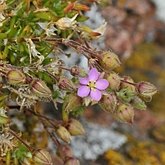 Okrytonasienne dwuliścienne - Caryophyllales (goździkowce)