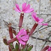 Okrytonasienne dwuliścienne - Caryophyllales (goździkowce)