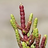 Okrytonasienne dwuliścienne - Caryophyllales (goździkowce)