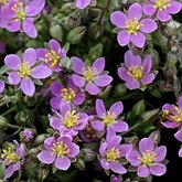 Okrytonasienne dwuliścienne - Caryophyllales (goździkowce)