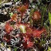 Okrytonasienne dwuliścienne - Caryophyllales (goździkowce)