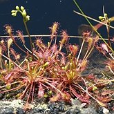 Okrytonasienne dwuliścienne - Caryophyllales (goździkowce)