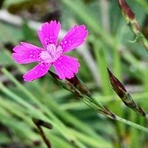 Okrytonasienne dwuliścienne - Caryophyllales (goździkowce)