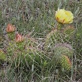 Okrytonasienne dwuliścienne - Caryophyllales (goździkowce)