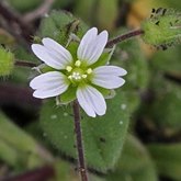 Okrytonasienne dwuliścienne - Caryophyllales (goździkowce)