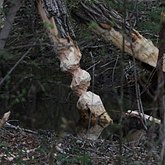 Castor canadensis