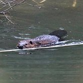 Castor canadensis